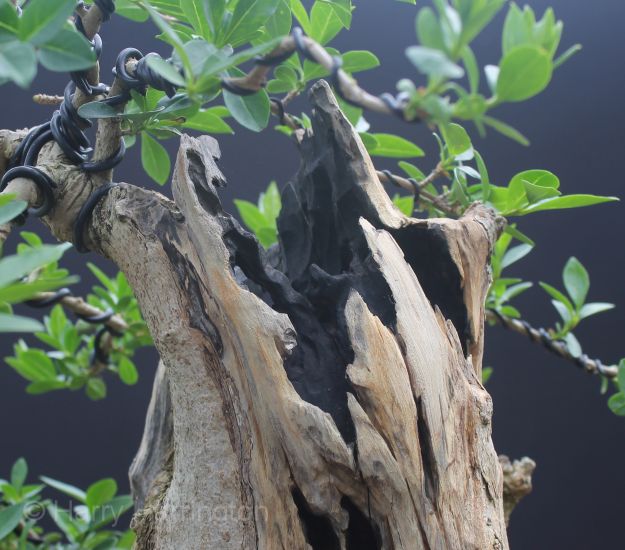 privet bonsai